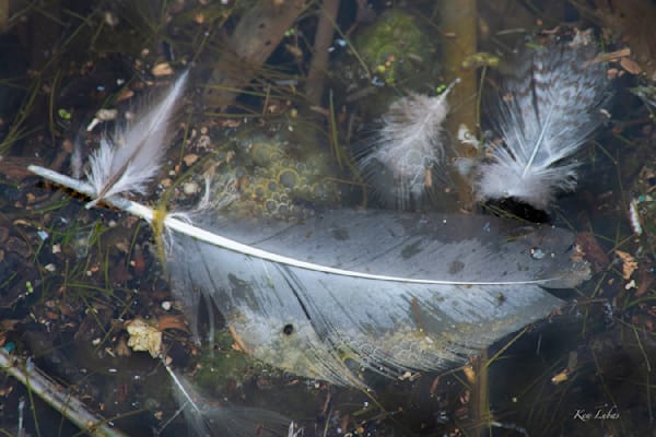 Feathers In Lagoon Photography Art | Art Beyond Control