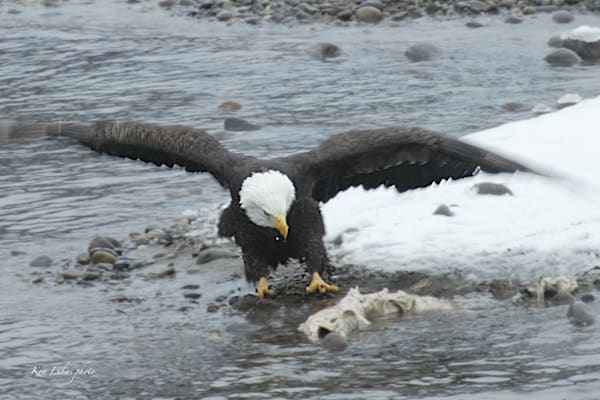 Eagle N Salmon Photography Art | Art Beyond Control