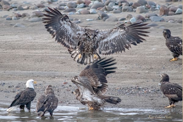 Juvenile Bald Wingspread Photography Art | Art Beyond Control