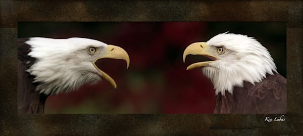 Talkin' N' Squawkin' Photography Art | Art Beyond Control