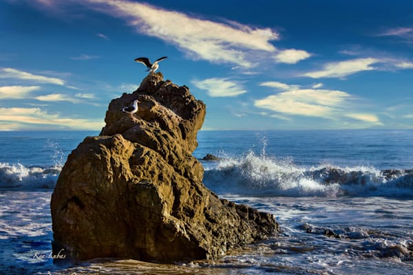 Malibu Gulls Photography Art | Art Beyond Control