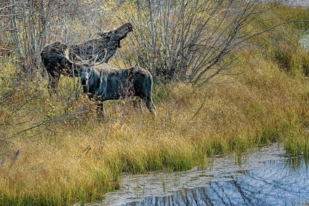 Mr. Mrs. Moose Photography Art | Art Beyond Control