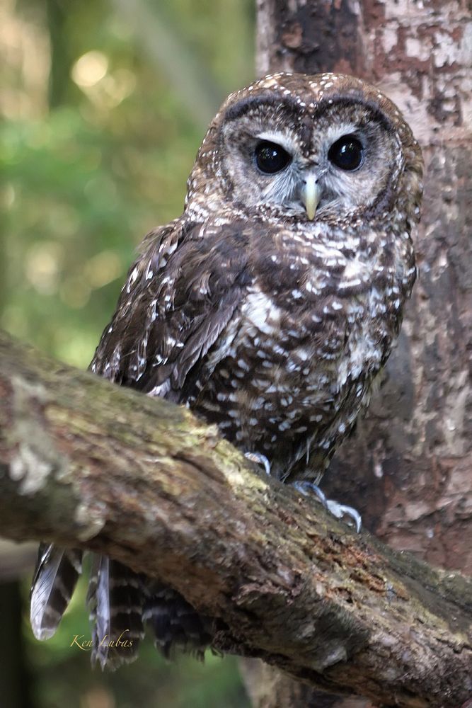 Spotted Owl Photography Art | Art Beyond Control