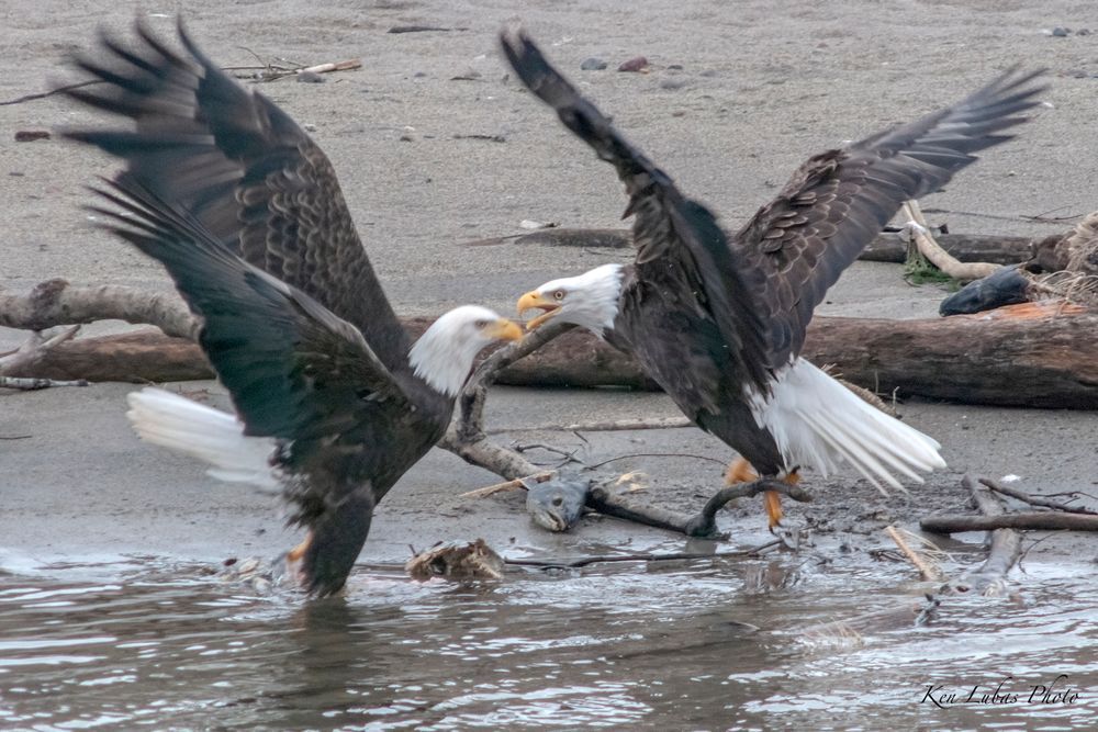 Squabble Over Salmon Photography Art | Art Beyond Control