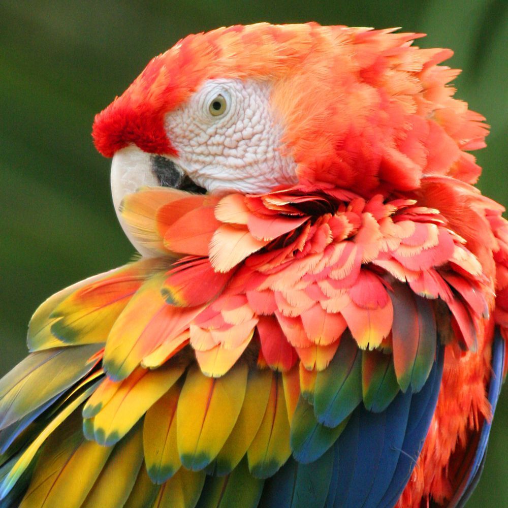 Scarlet Macaw Pillow Photography Art | Art Beyond Control