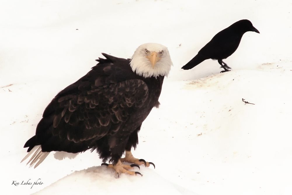 Watching You Photography Art | Art Beyond Control