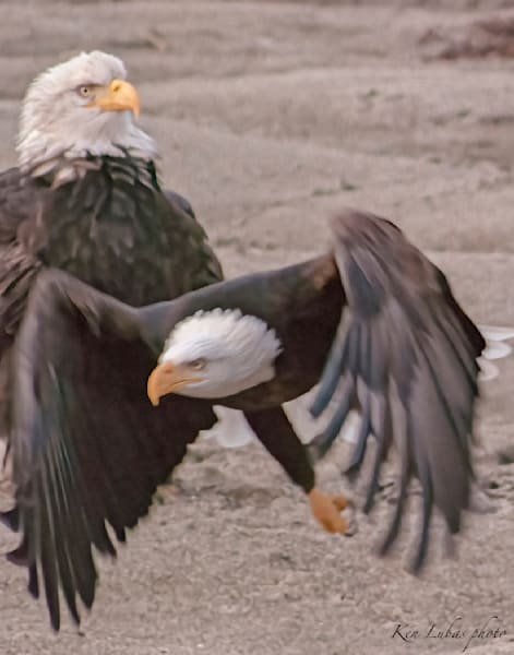 Winging It Photography Art | Art Beyond Control