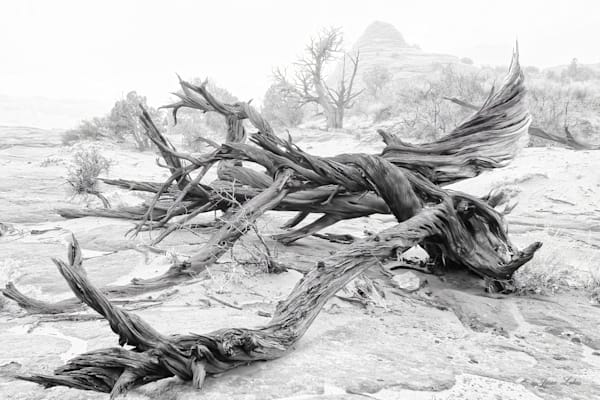 Tree Photography Art | Art Beyond Control
