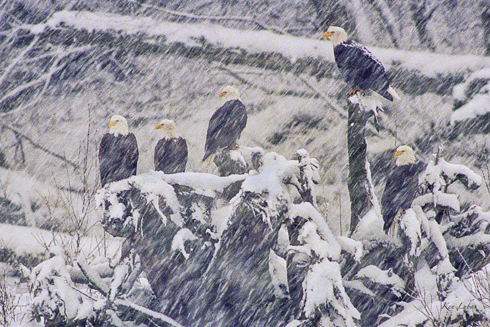 Waiting Out The Blizzard Photography Art | Art Beyond Control