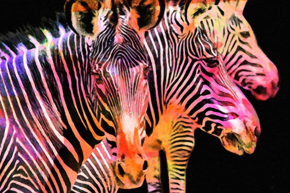 Rainbow Zebras Photography Art | Art Beyond Control