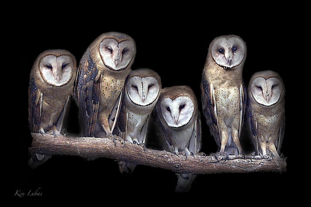 Barn Owls 36x24 Photography Art | Art Beyond Control