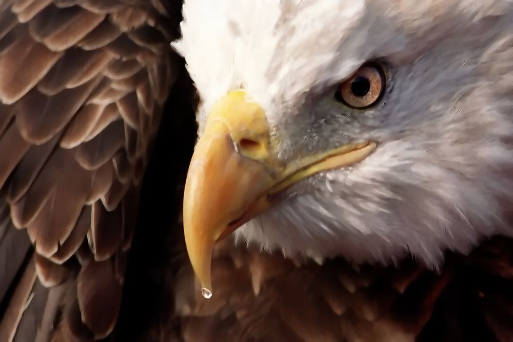 Hungry Eagle Photography Art | Art Beyond Control