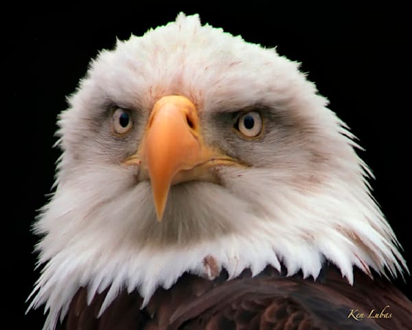 Say What? Photography Art | Art Beyond Control