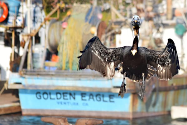 Pelican Photography Art | Art Beyond Control