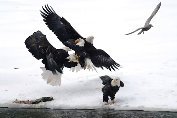 Quarrel Over Salmon Photography Art | Art Beyond Control