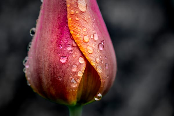 Queen of Heart, Tulip