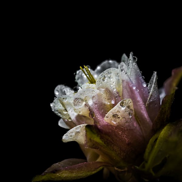 Stage Left, Columbine