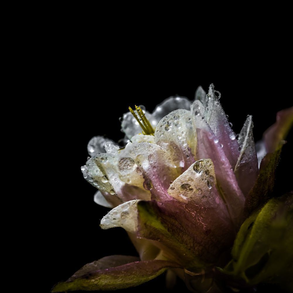 Stage Left, Columbine Photography Art | Kim Clune Daydreams
