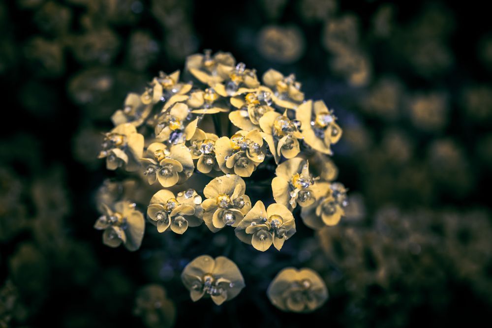 Sprightly Wood Spurge Photography Art | Kim Clune Daydreams