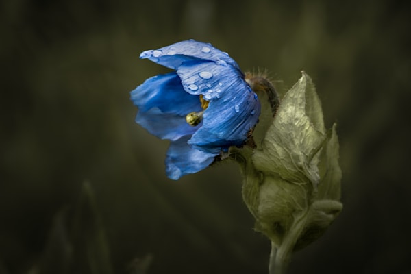 Himalayan Blues, Poppy