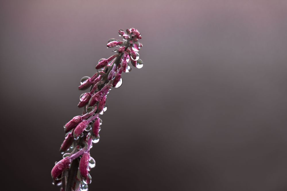 I See Fireweed, I See Rain Photography Art | Kim Clune Daydreams