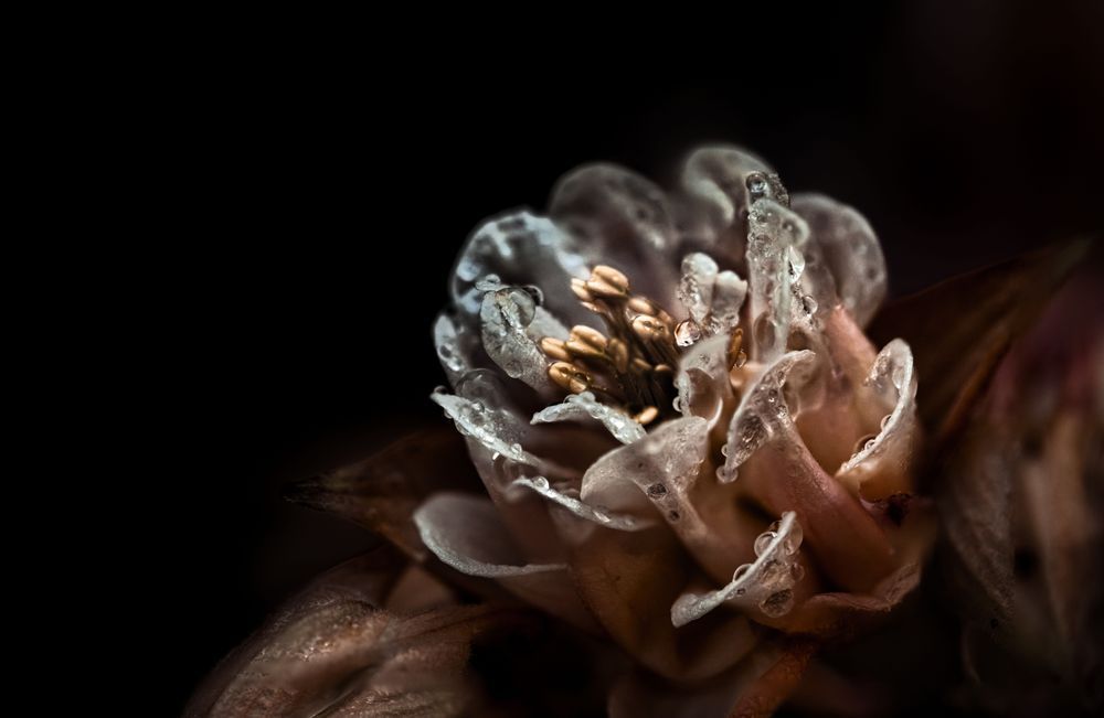 Taffeta Afterparty, Columbine Photography Art | Kim Clune Daydreams