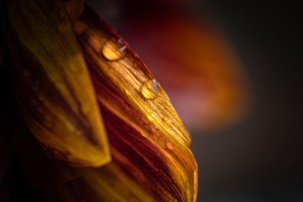 Second Petal, Sunflower
