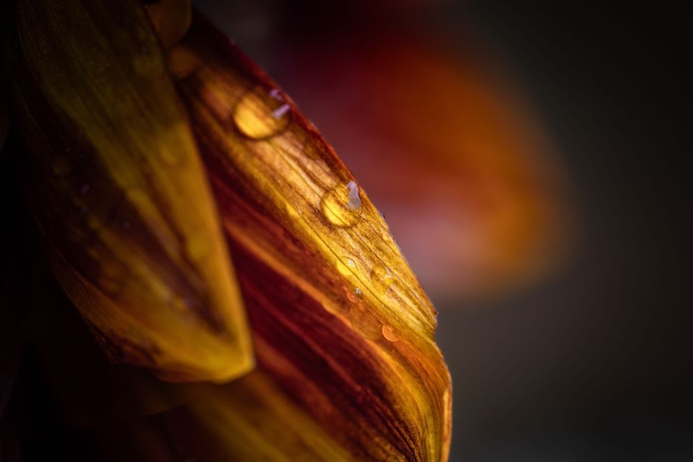 Second Petal, Sunflower Photography Art | Kim Clune Daydreams