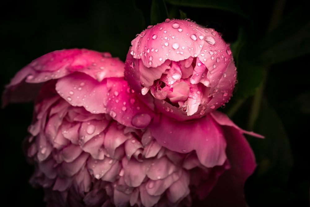 Drenched, Peony Photography Art | Kim Clune Daydreams