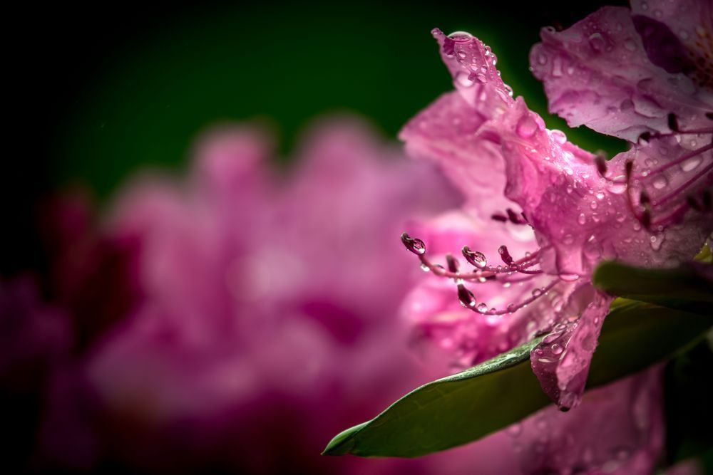 Singing In The Rain, Rhododendron Photography Art | Kim Clune Daydreams
