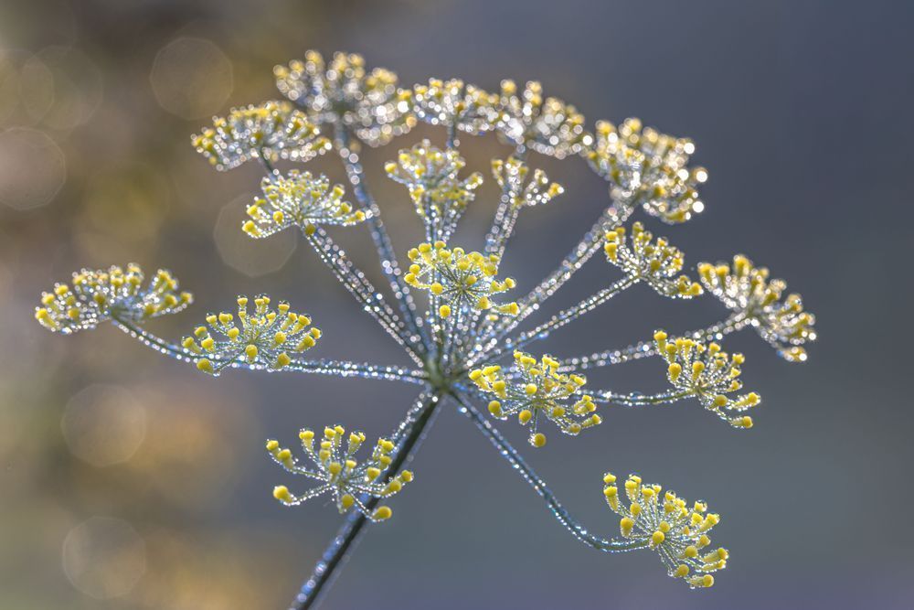 Fae Folk Firework, Dill Flower Photography Art | Kim Clune Daydreams