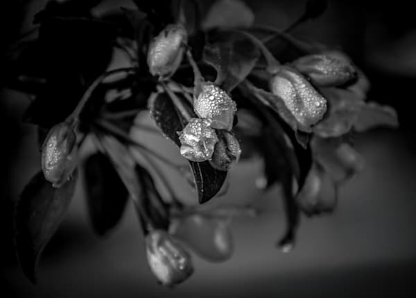 Orchard Eve, Apple Tree