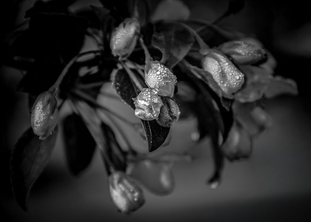 Orchard Eve, Apple Tree Photography Art | Kim Clune Daydreams
