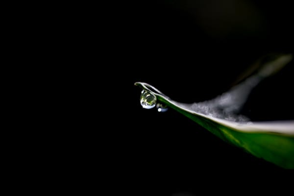Drop Point, Hosta