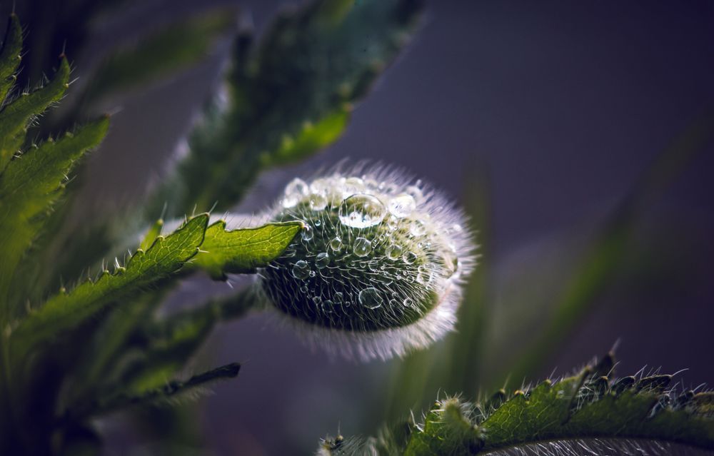 Sparkling Calyx, Poppy Bud Photography Art | Kim Clune Daydreams