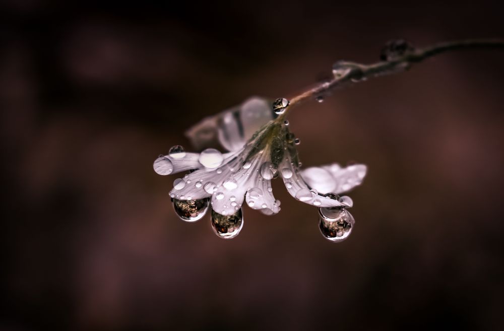 Left Behind, Snow In Summer Photography Art | Kim Clune Daydreams