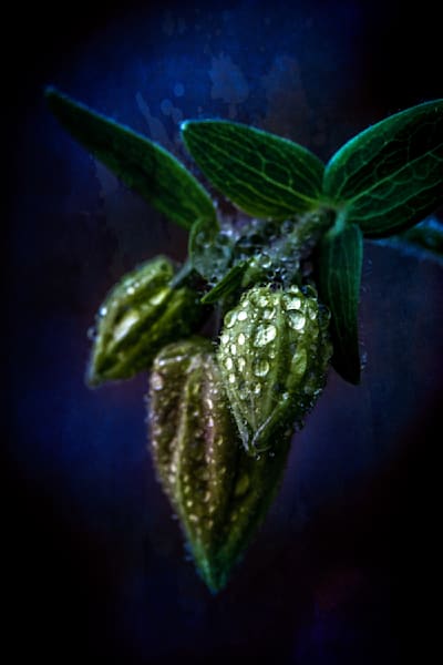 Band of Blues, Columbine