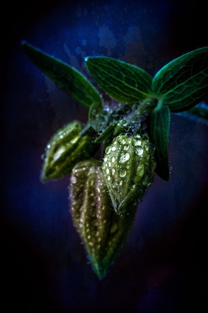 Band Of Blues, Columbine Photography Art | Kim Clune Daydreams