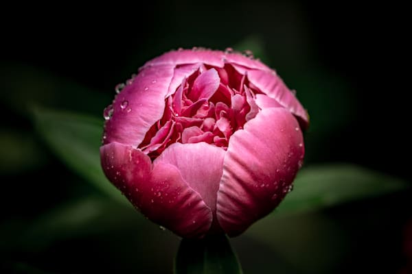 Brazen and Bedazzled, Peony