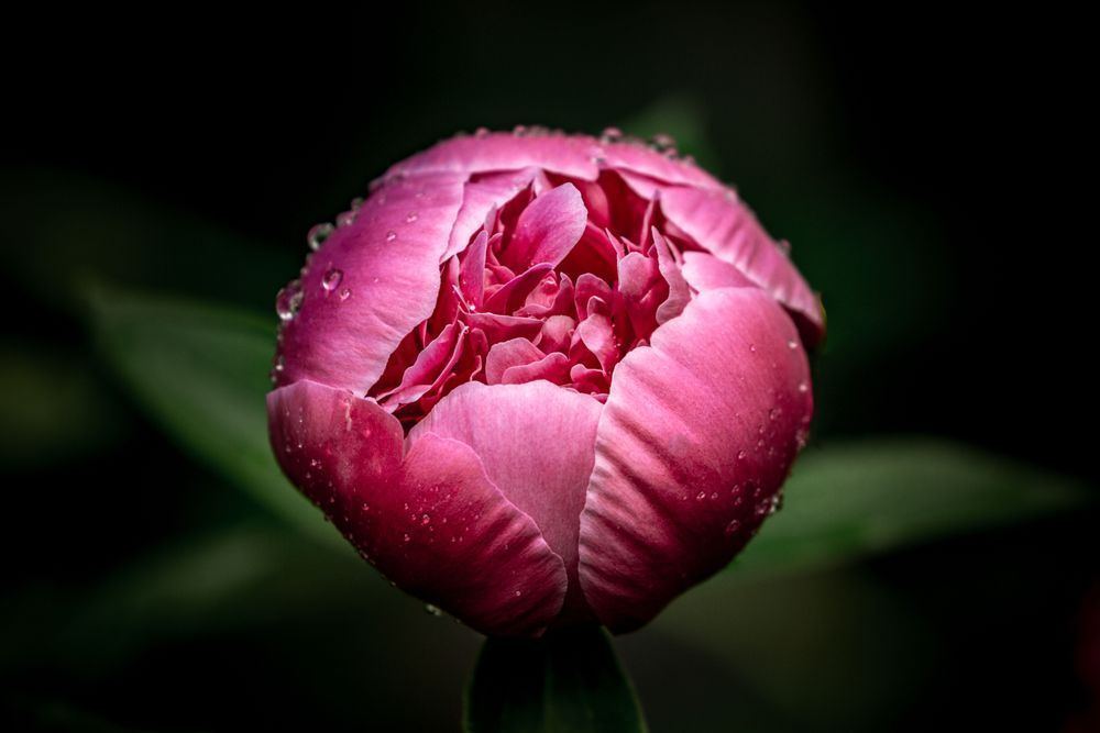 Brazen And Bedazzled, Peony Photography Art | Kim Clune Daydreams