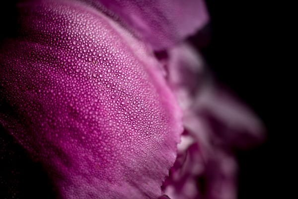 Fairy Couture, Peony