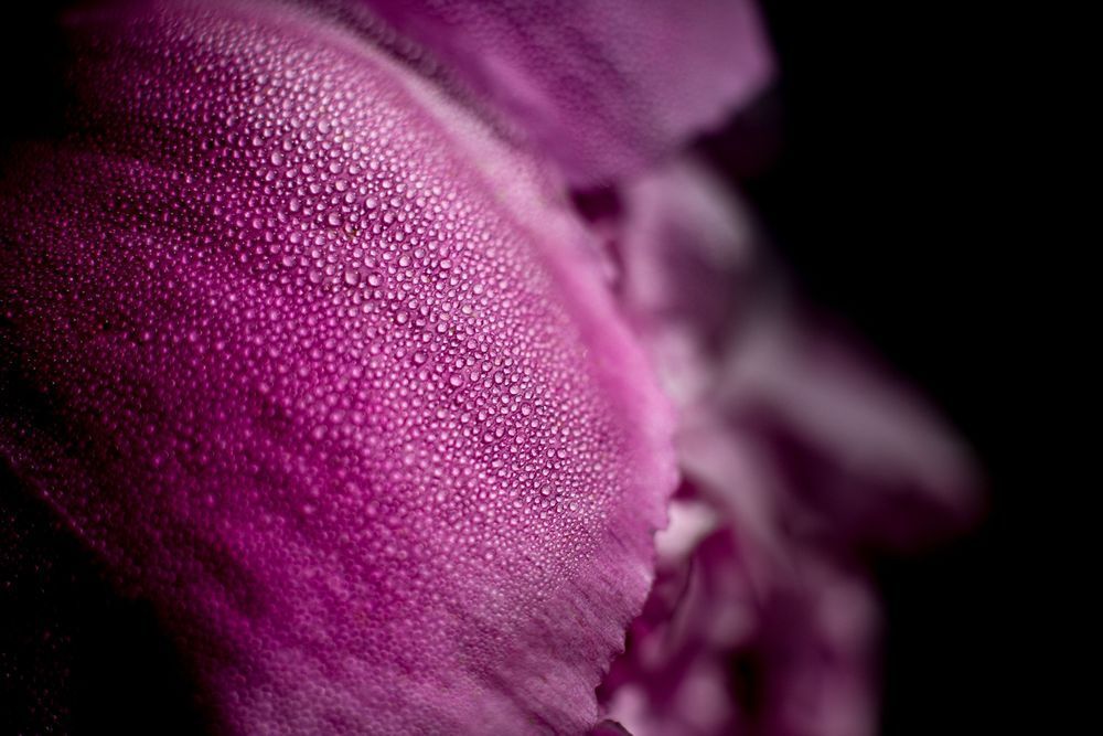 Fairy Couture, Peony Photography Art | Kim Clune Daydreams