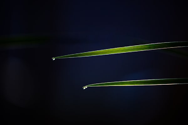 Tiers of Tears, Grasses