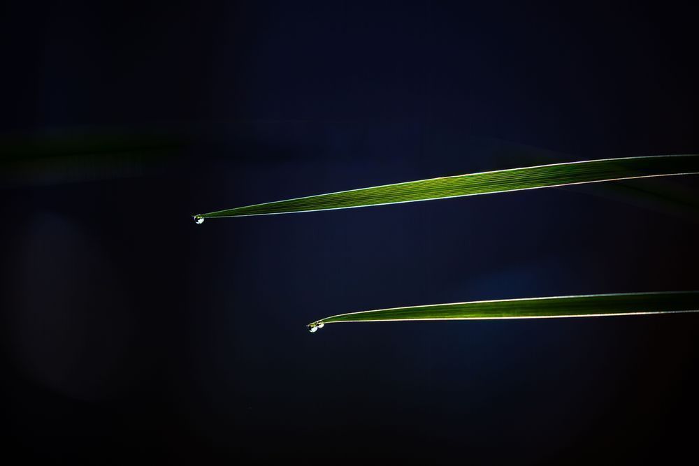 Tiers Of Tears, Grasses Photography Art | Kim Clune Daydreams