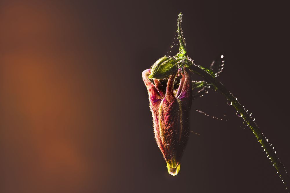 Illuminated, Columbine Photography Art | Kim Clune Daydreams