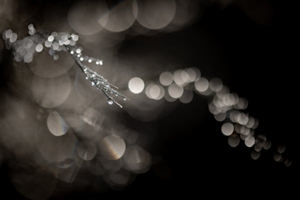 Holiday Bokeh, AKA Disco Twig