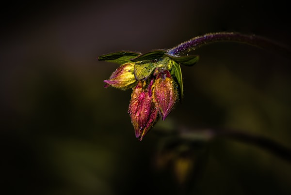 Crimson Trio, Columbine