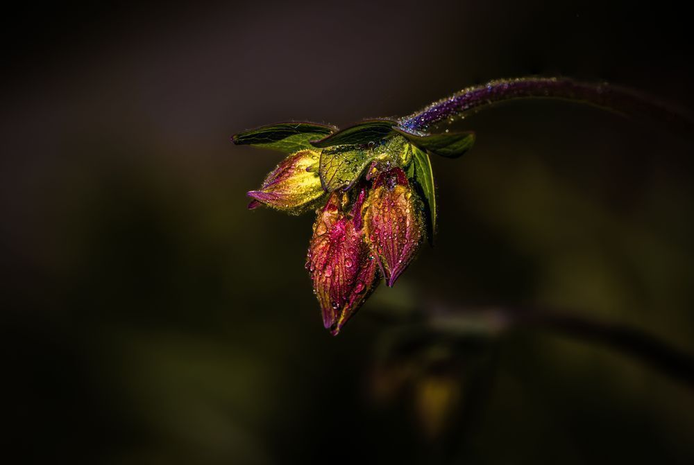 Crimson Trio, Columbine Photography Art | Kim Clune Daydreams