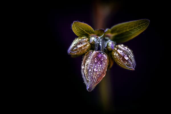 Froglet Fellows, Columbine
