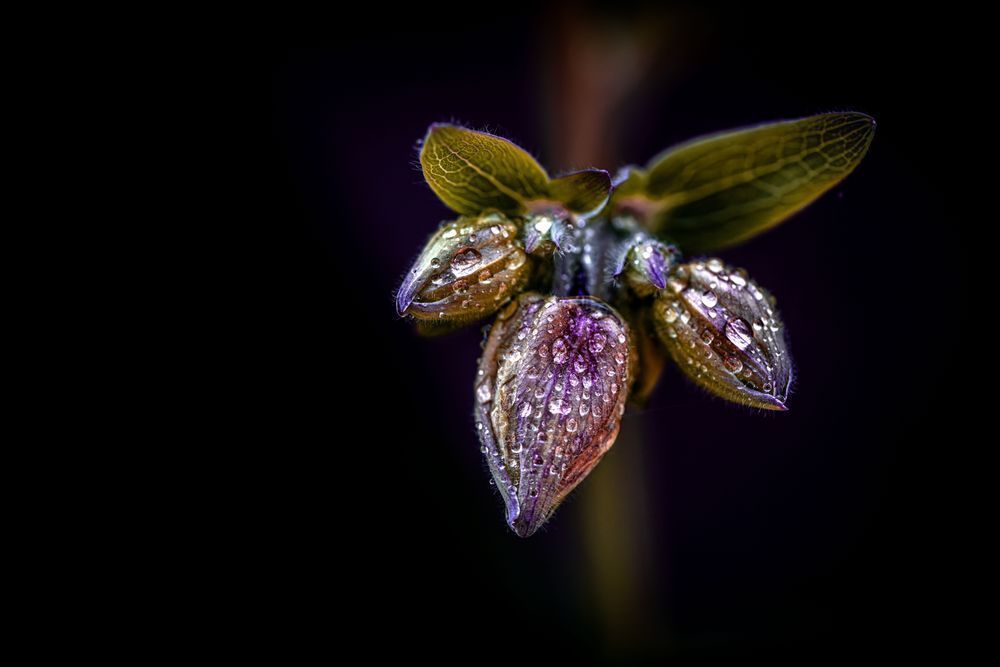 Froglet Fellows, Columbine Photography Art | Kim Clune Daydreams